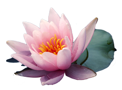 Lotus_Flower 2 1